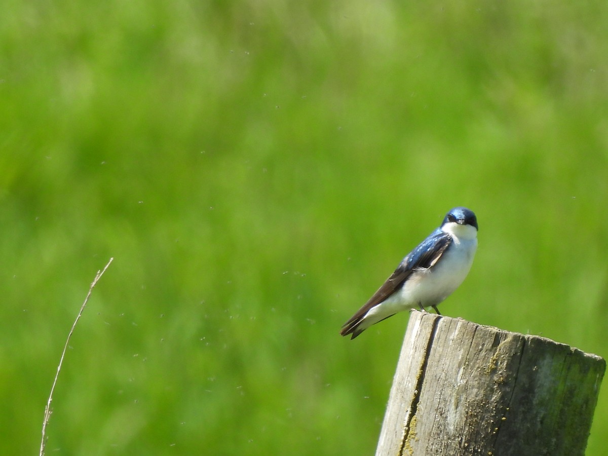 Tree Swallow - Chetan Deshpande