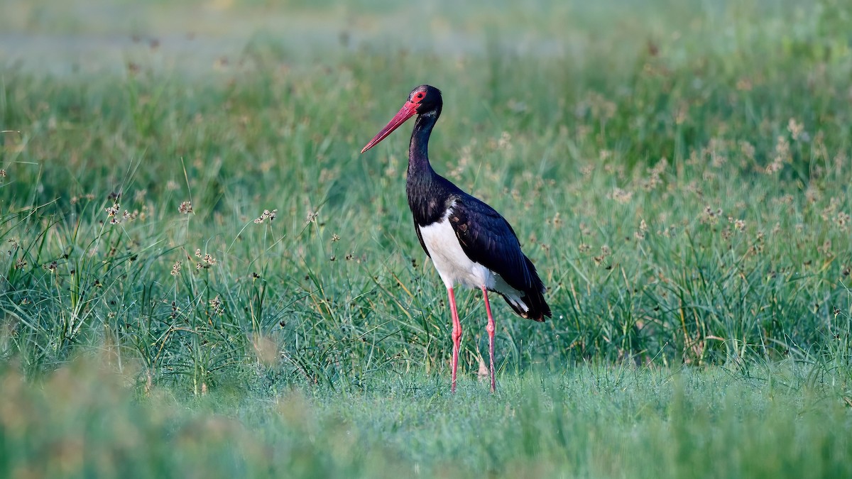Black Stork - Kraig Cawley