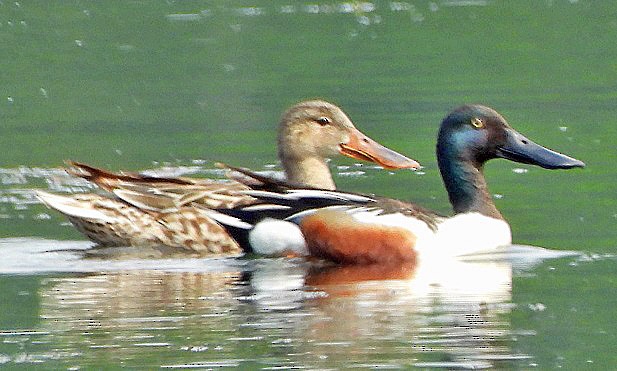 Northern Shoveler - ML619410568