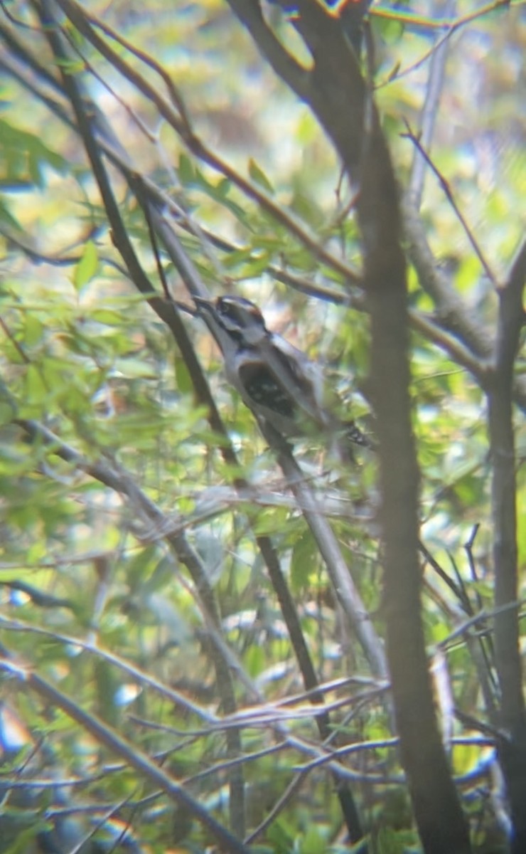 Downy Woodpecker - Zakary L’Abbé-Larivière