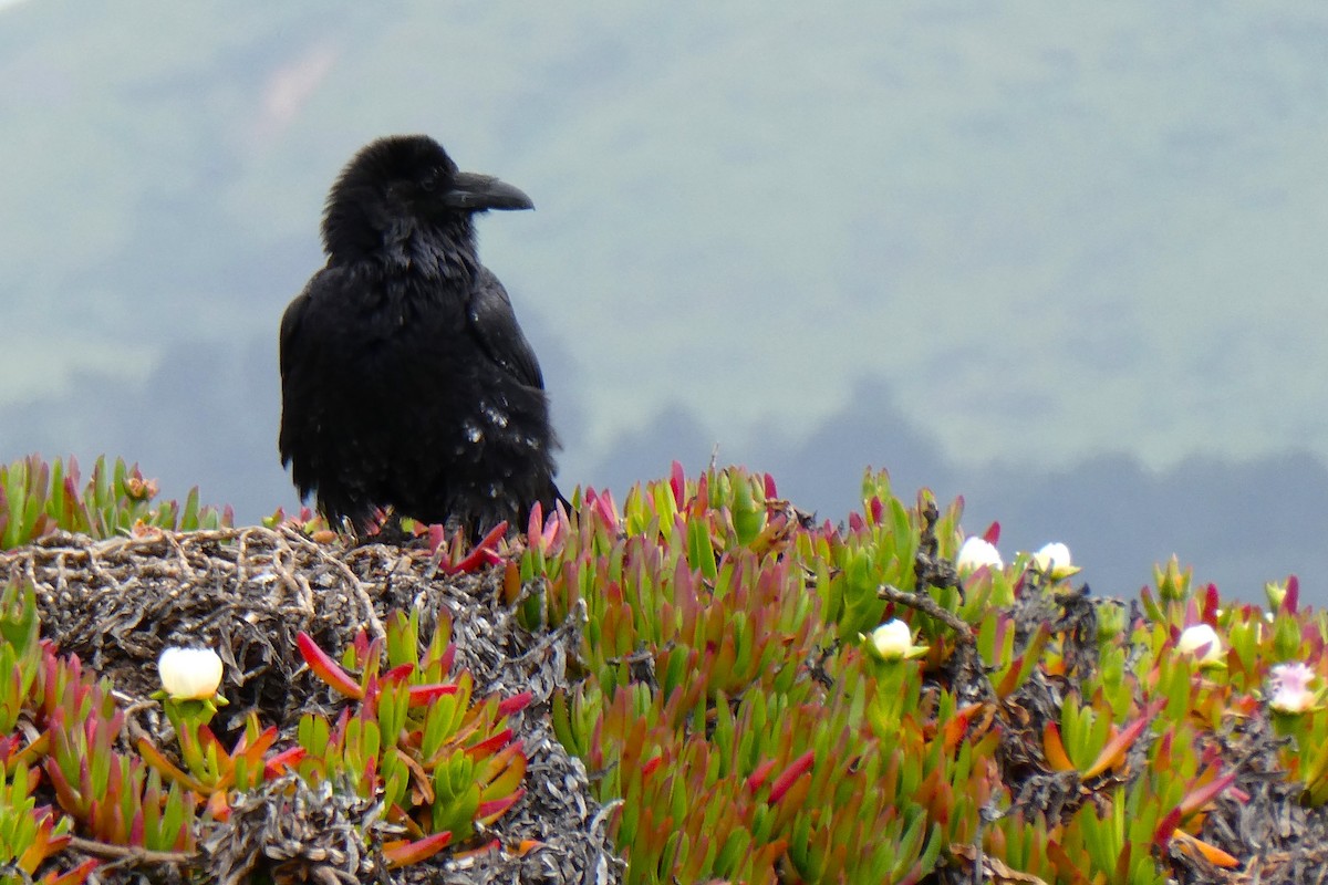 Common Raven - ML619410573