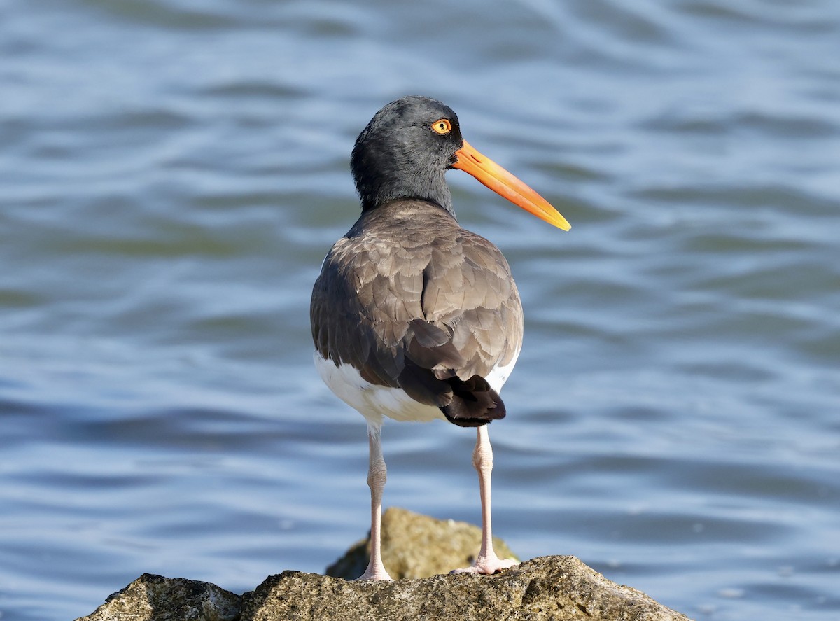 American Oystercatcher - ML619410576