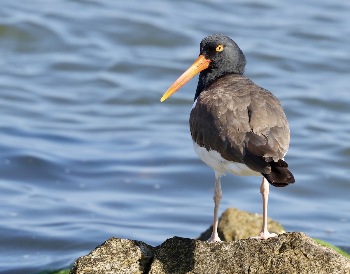 American Oystercatcher - ML619410579