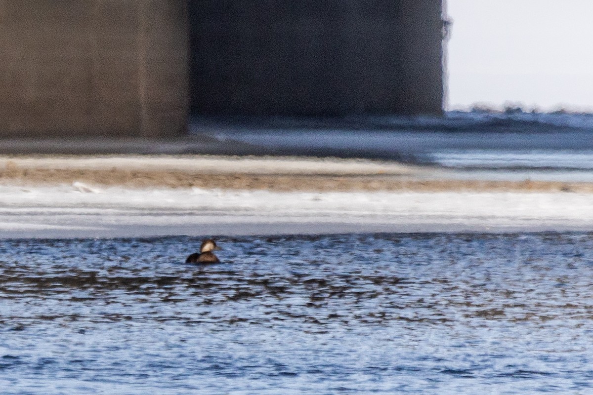 Black Scoter - Marc Boisvert