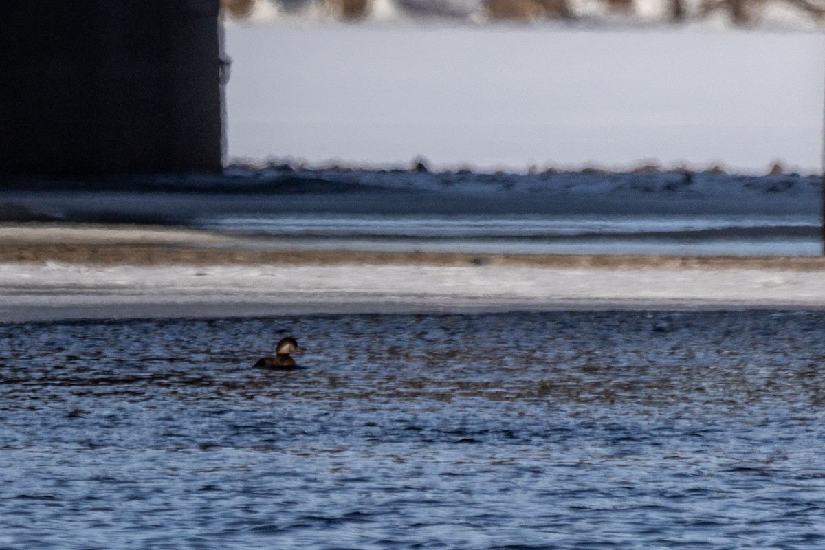 Black Scoter - Marc Boisvert