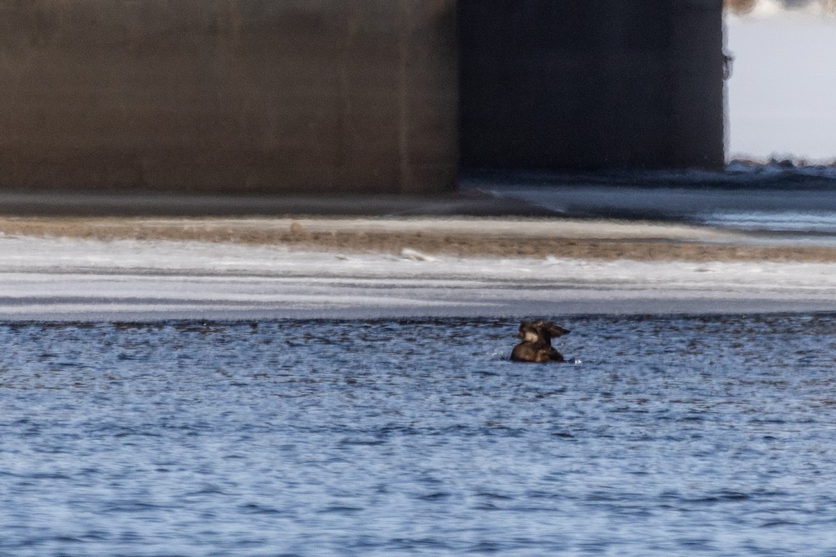 Black Scoter - Marc Boisvert