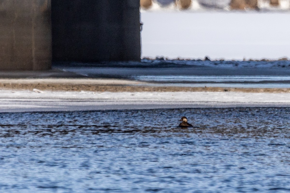 Black Scoter - Marc Boisvert