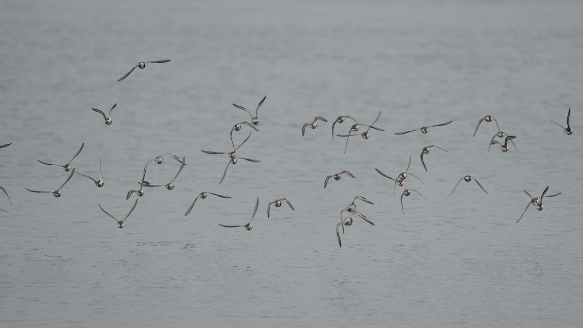 Dunlin - Sunil Thirkannad