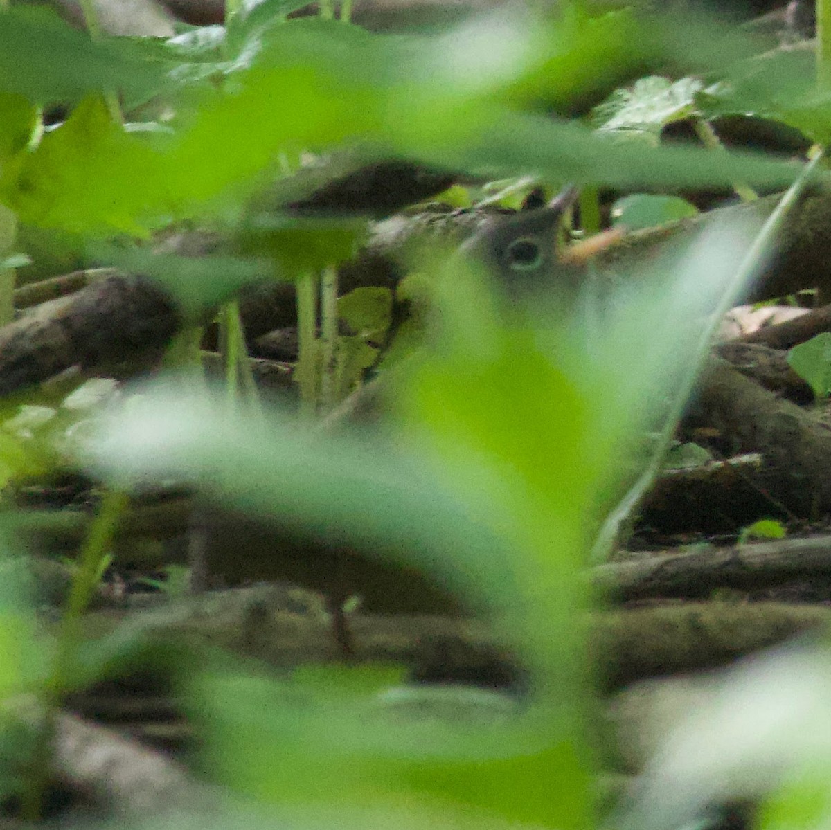 Connecticut Warbler - Benjamin Zerante