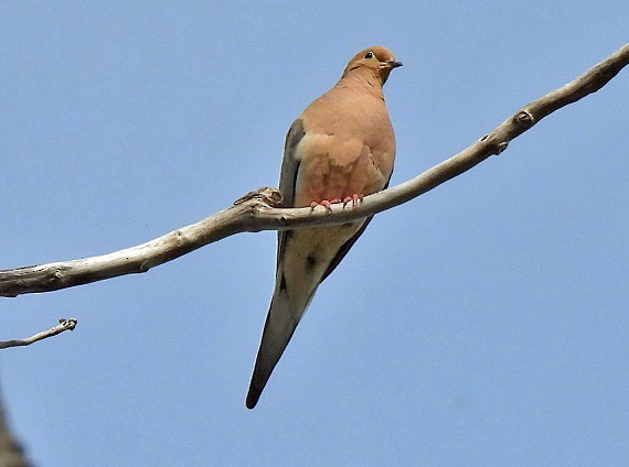 Mourning Dove - Renee Lubert