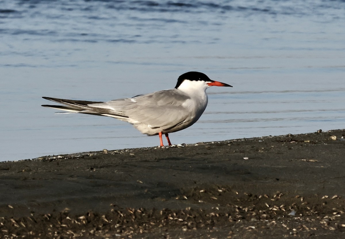 Common Tern - Murat Polat