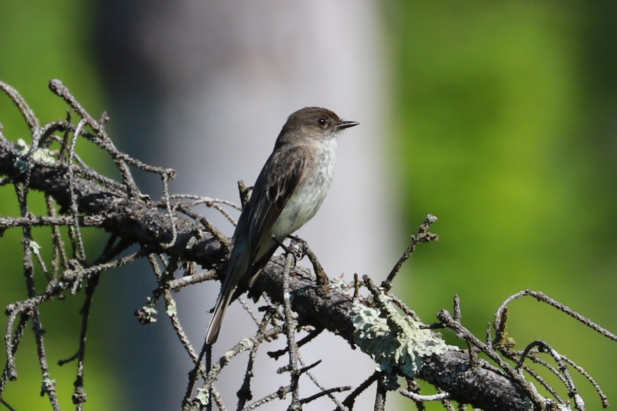 Eastern Phoebe - Debra Rittelmann