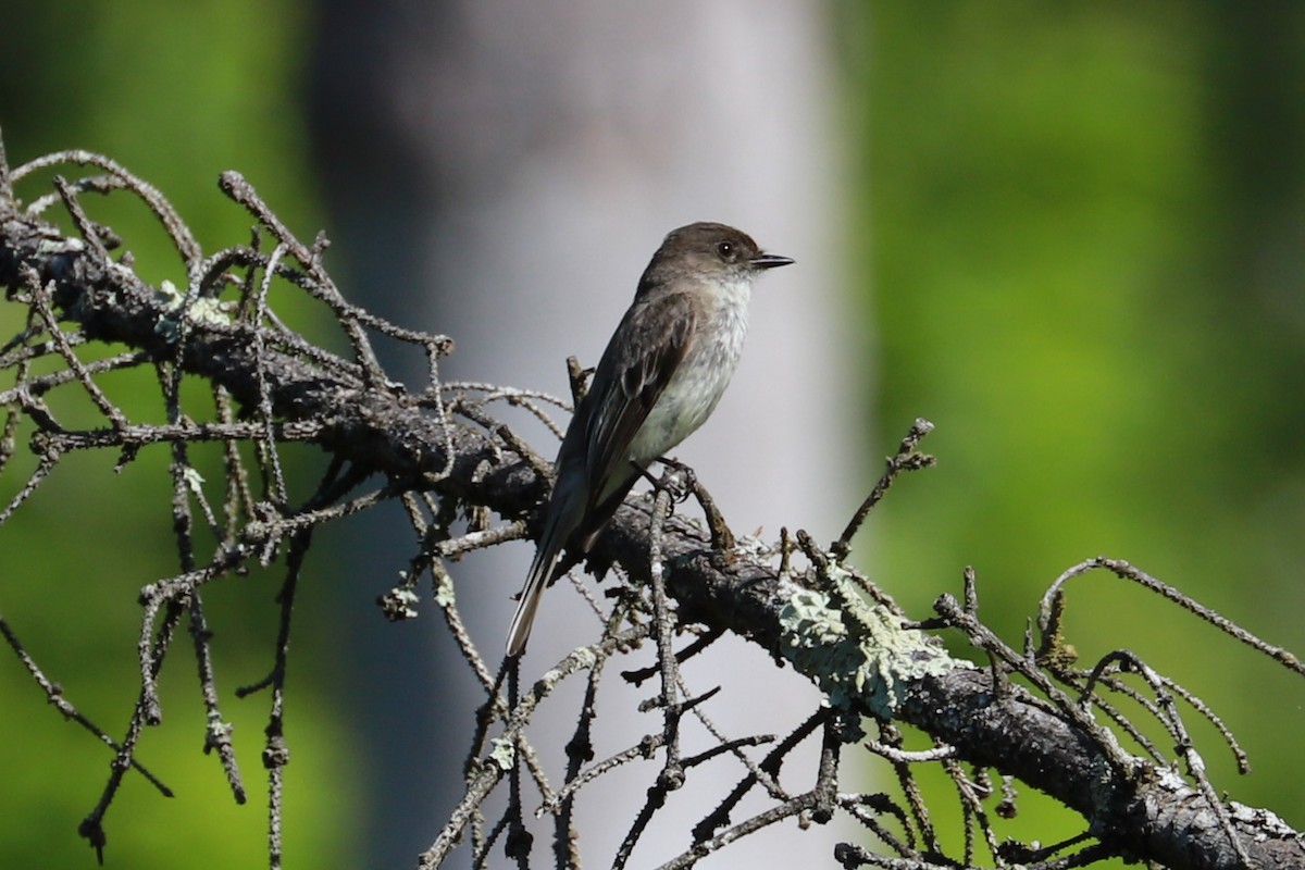 Eastern Phoebe - Debra Rittelmann