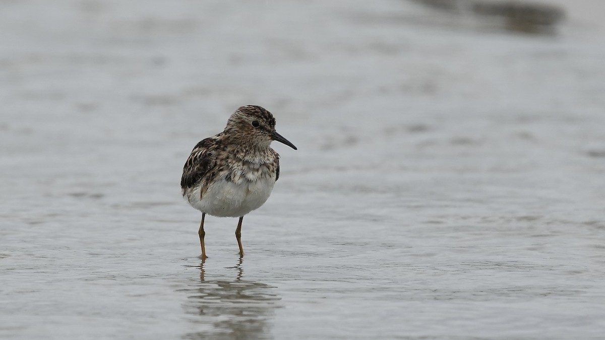 Least Sandpiper - Sunil Thirkannad