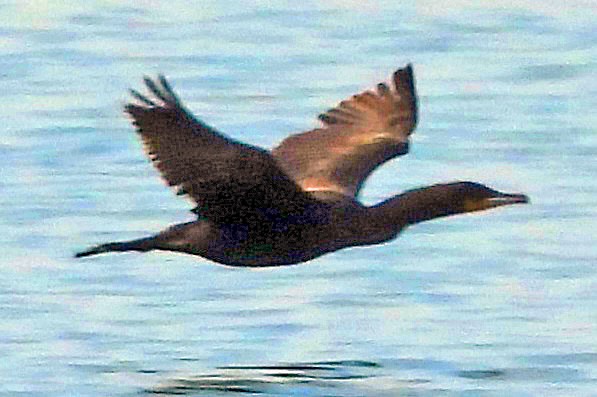 Double-crested Cormorant - Renee Lubert