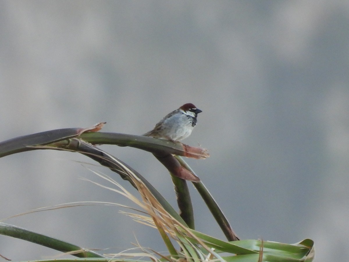 Italian Sparrow - Oier Frias