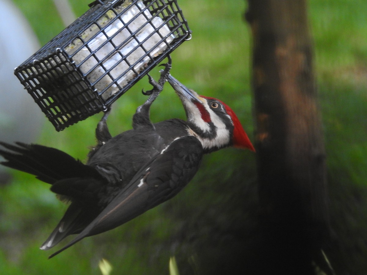 Pileated Woodpecker - Richard A Fischer Sr.