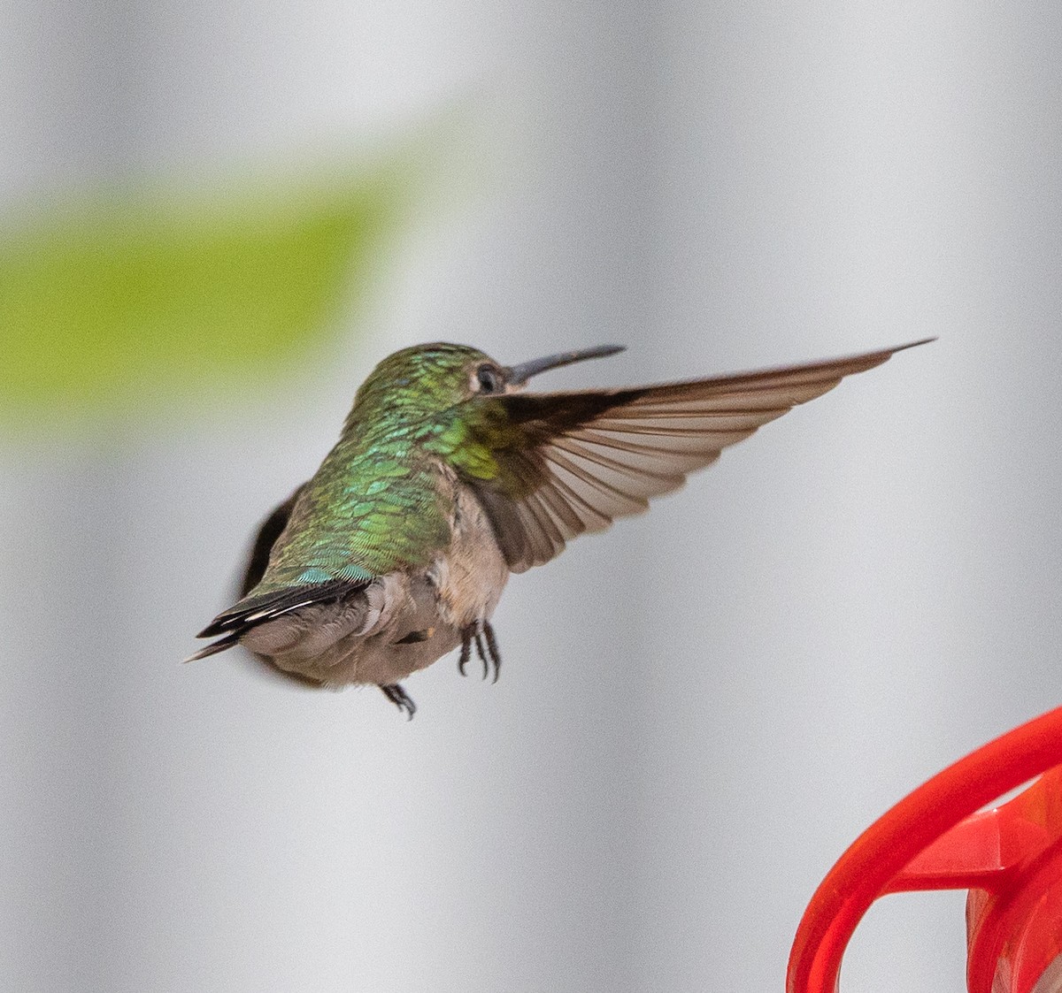 Ruby-throated Hummingbird - Paul  Bueren