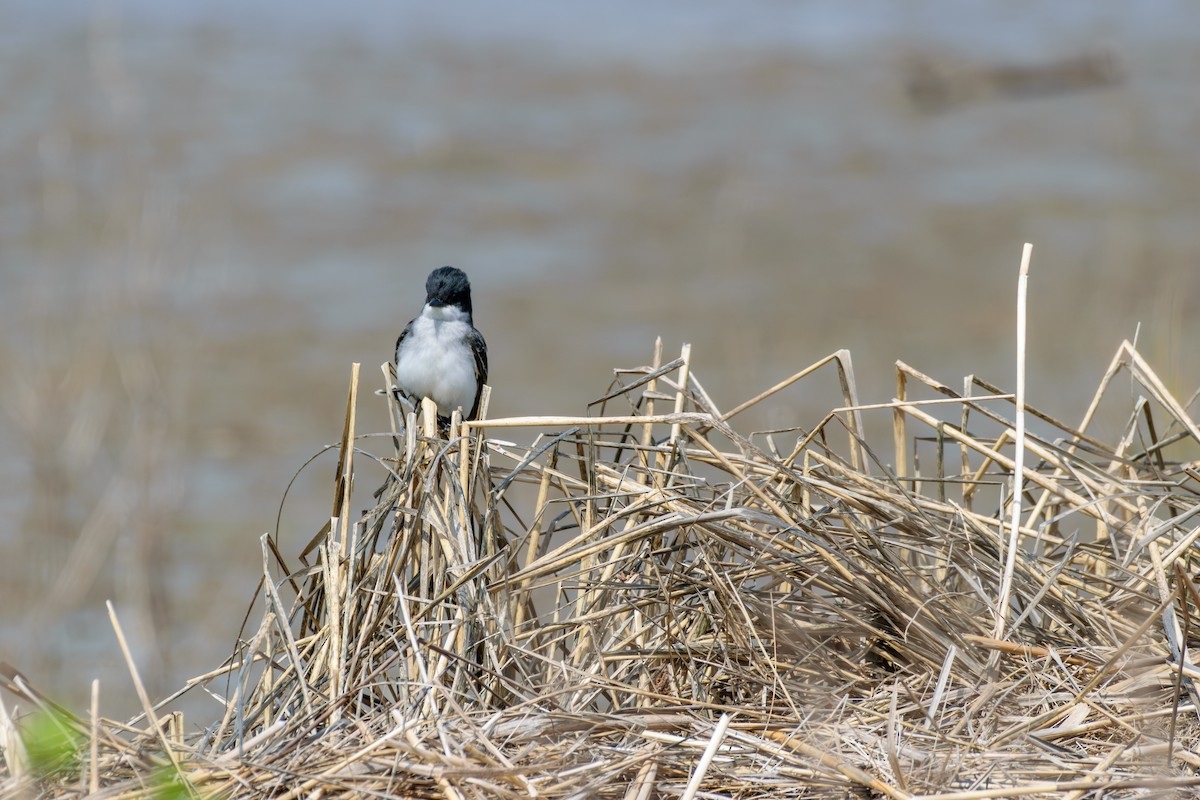 Eastern Kingbird - Andrew W.