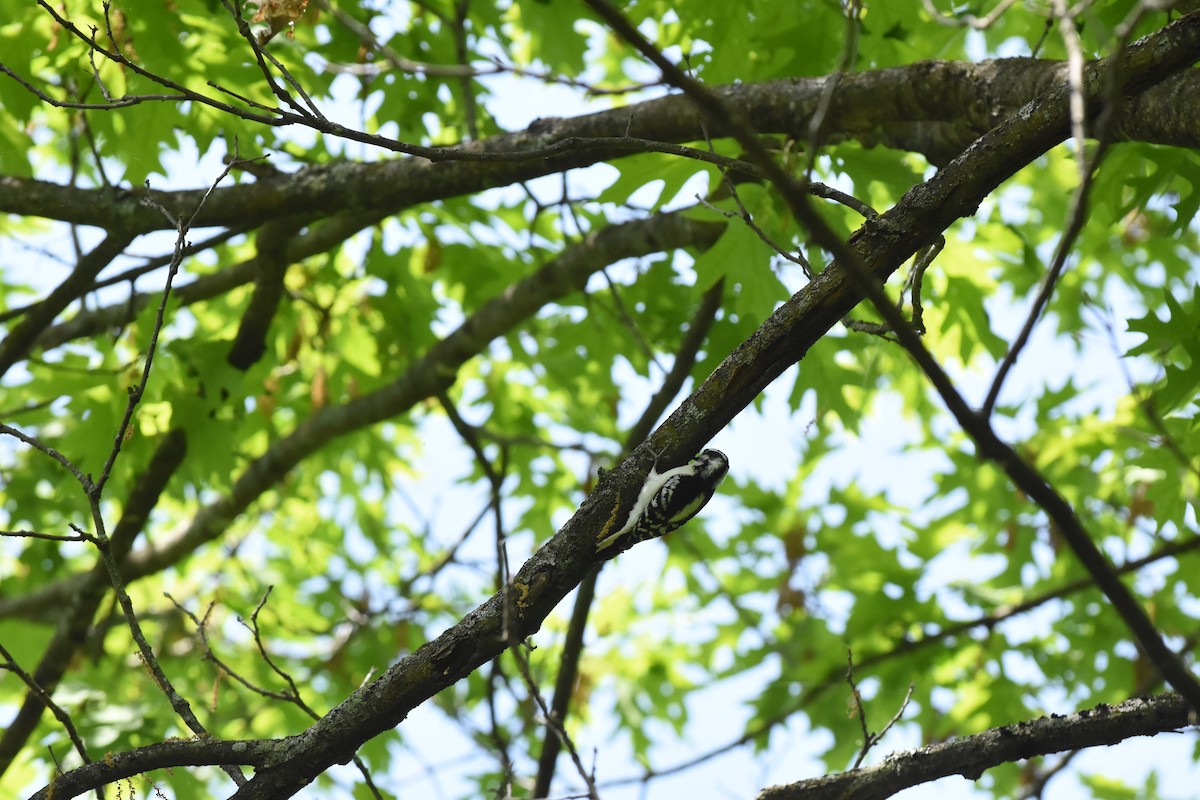 Downy Woodpecker - ML619410708