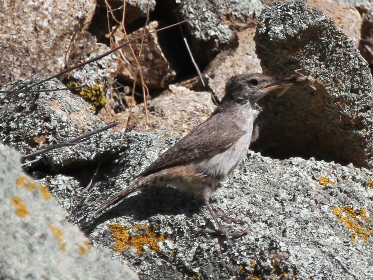 Rock Wren - ML61941071