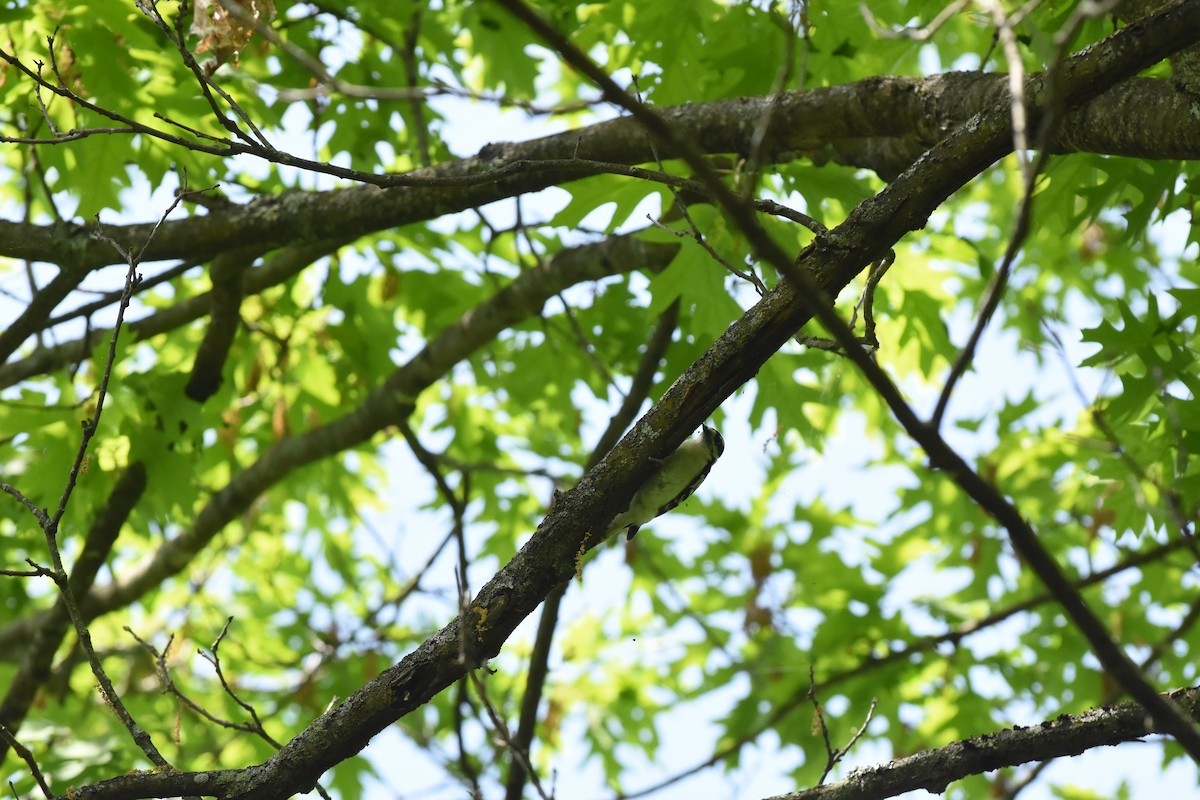 Downy Woodpecker - ML619410710