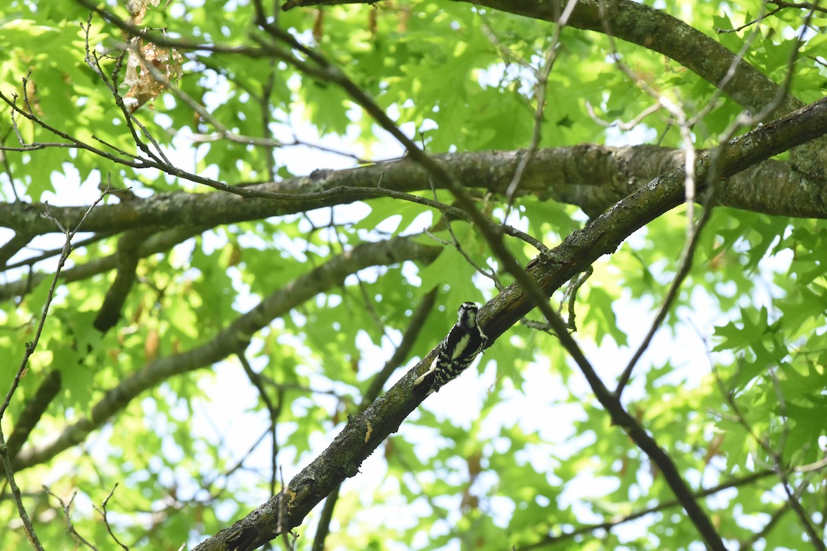 Downy Woodpecker - ML619410711