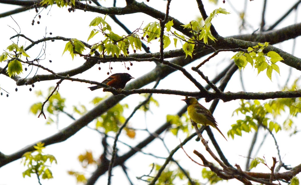 Orchard Oriole - Jean and Bob Hilscher