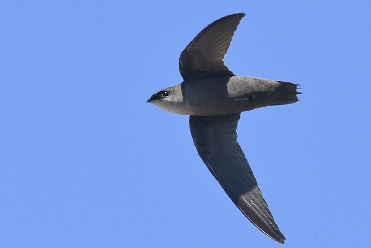 Chimney Swift - Kiah R. Jasper