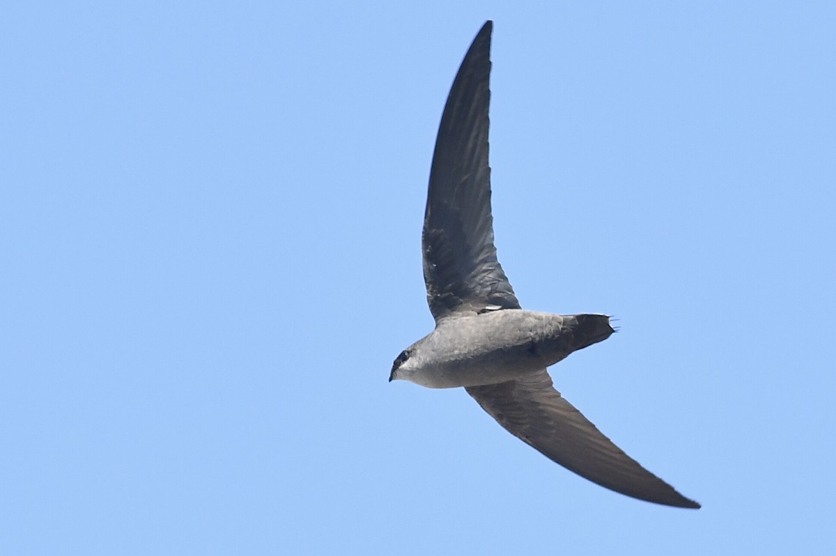 Chimney Swift - Kiah R. Jasper