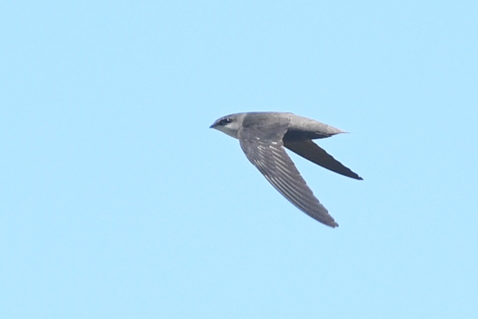 Chimney Swift - Kiah R. Jasper