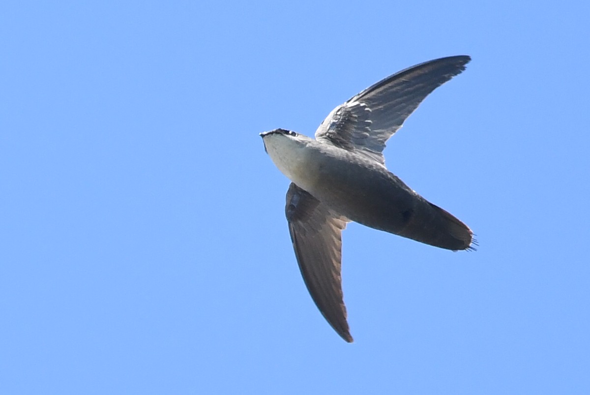 Chimney Swift - Kiah R. Jasper