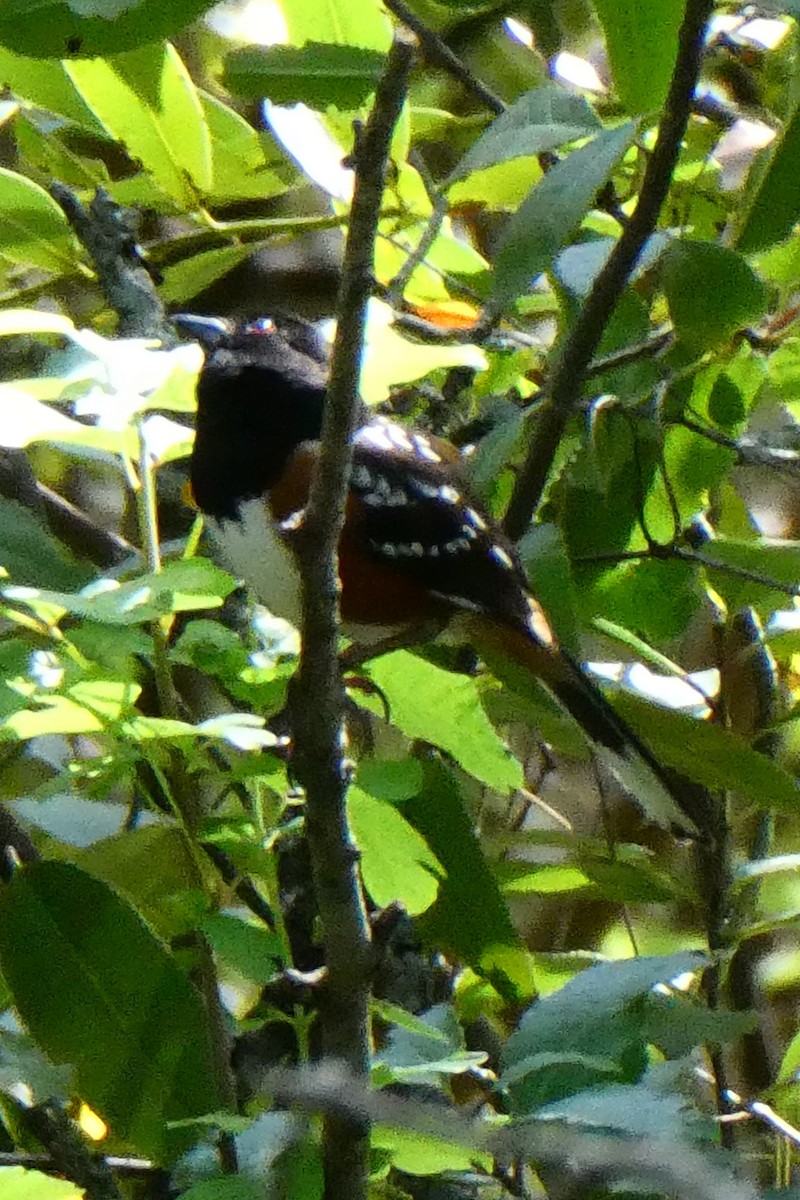 Spotted Towhee - K K