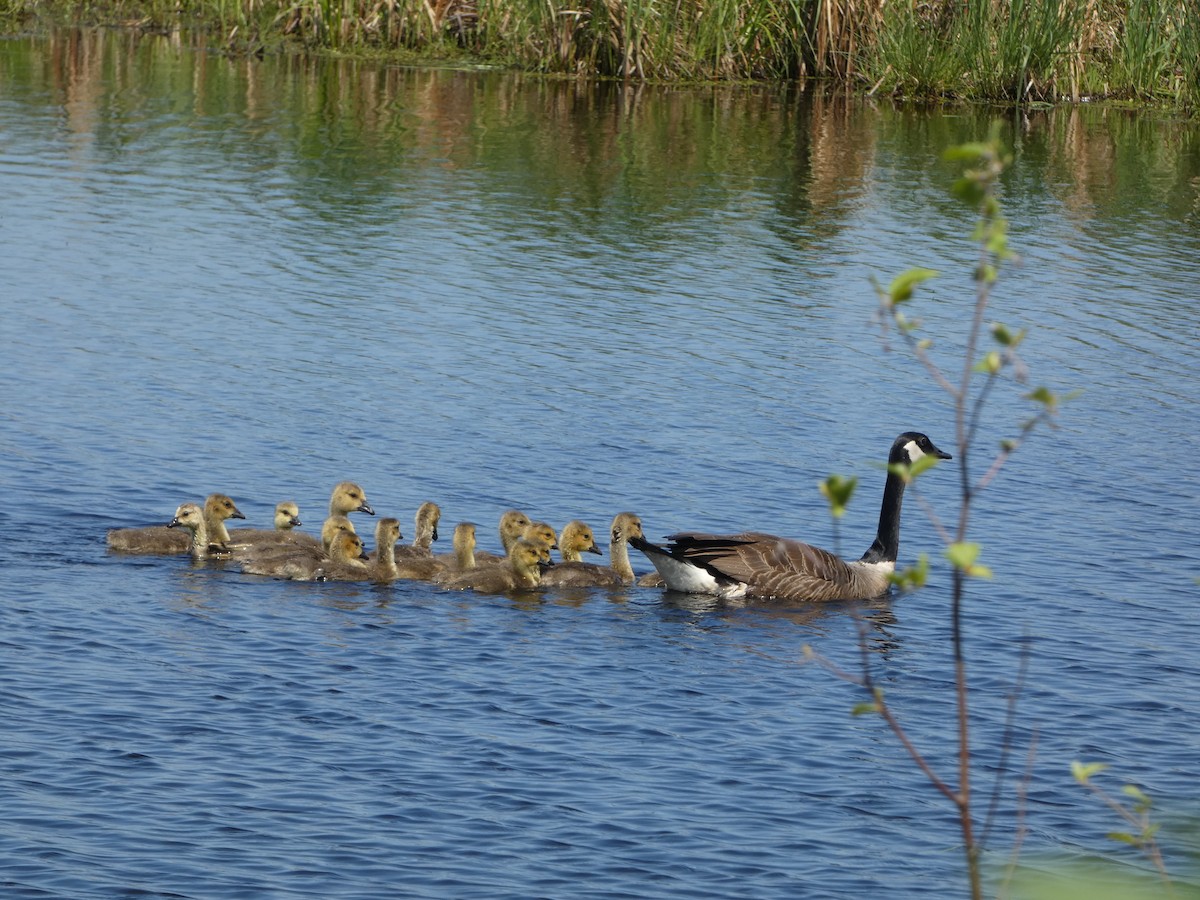 Canada Goose - Marieta Manolova