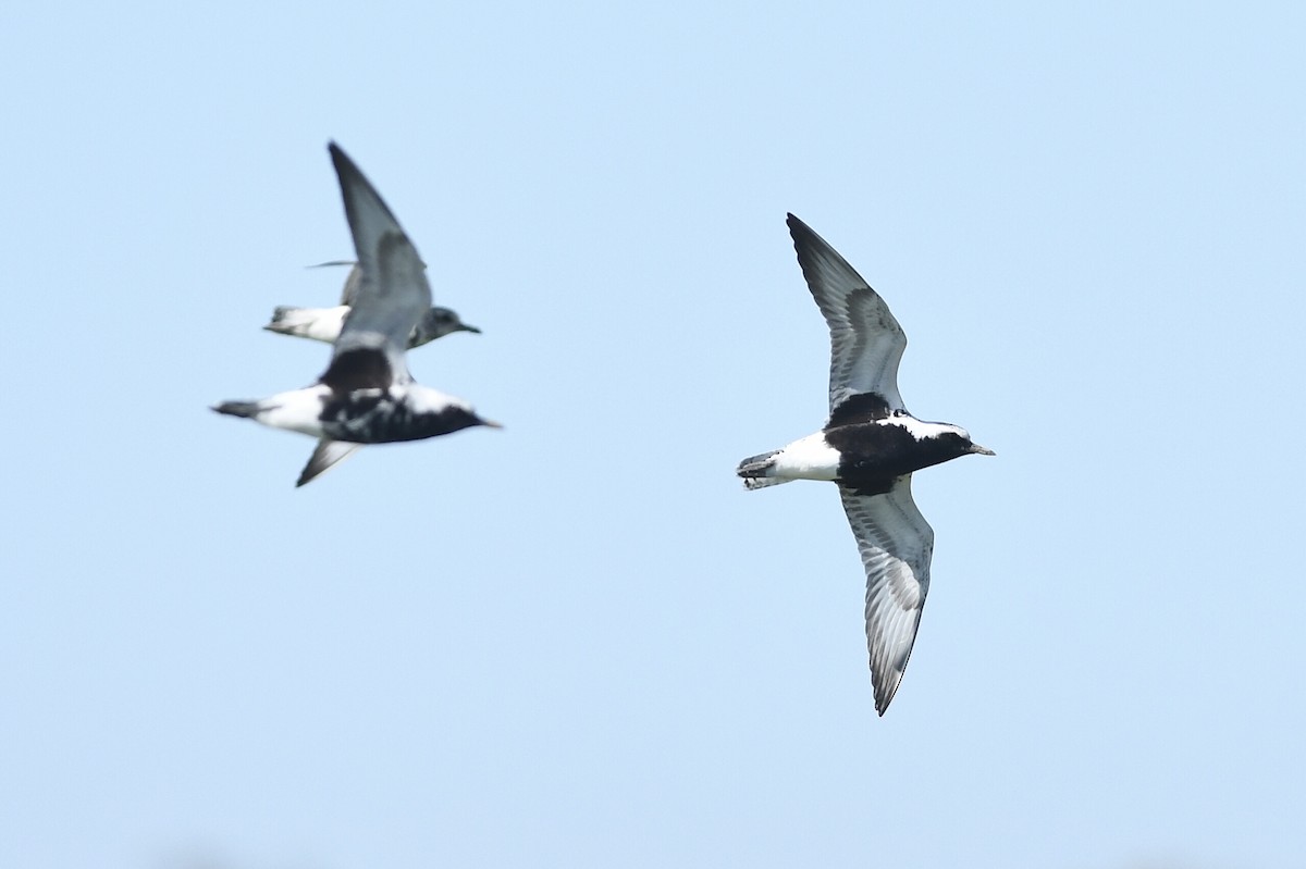 Black-bellied Plover - Kiah R. Jasper