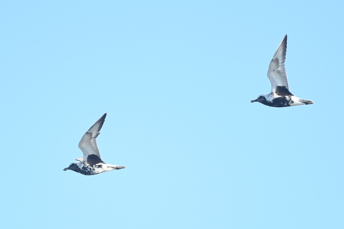 Black-bellied Plover - Kiah R. Jasper