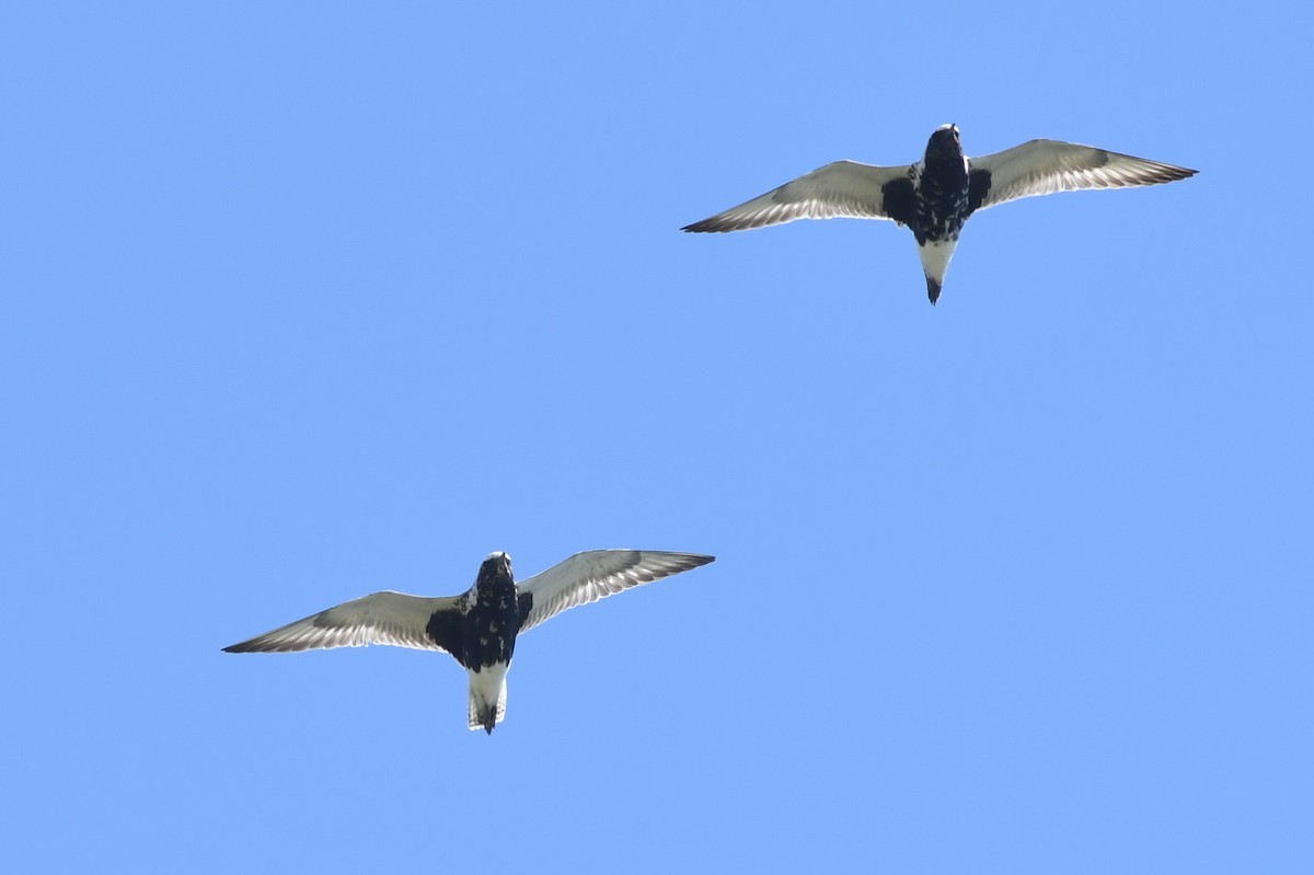 Black-bellied Plover - Kiah R. Jasper