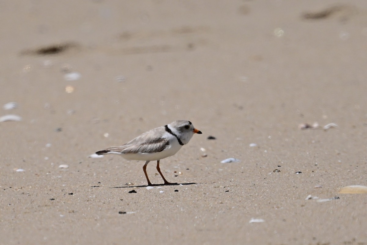 Piping Plover - Eileen Gibney