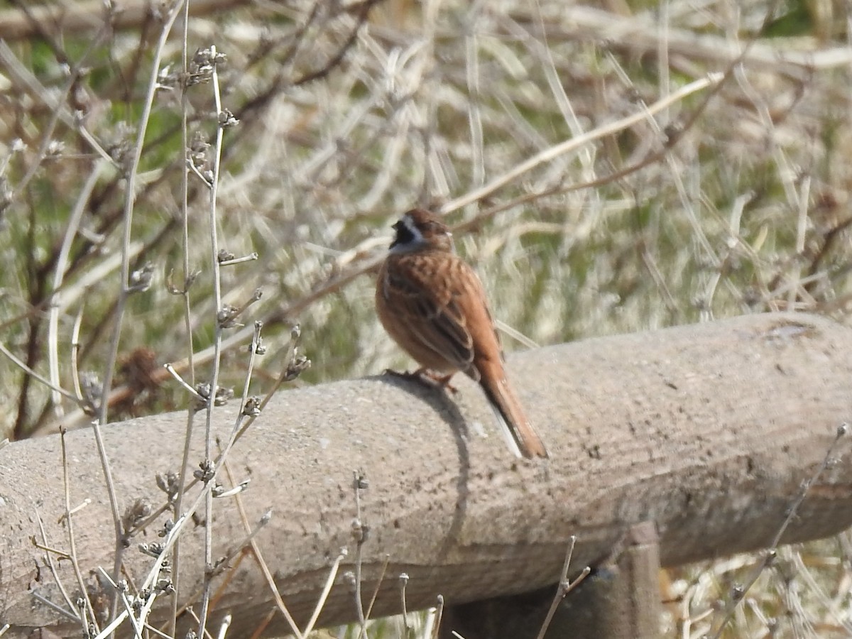 Meadow Bunting - Craig Jackson