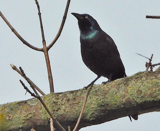 Common Grackle - Renee Lubert