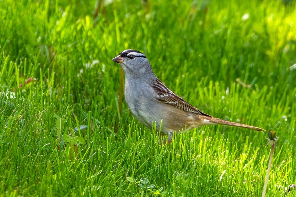 White-crowned Sparrow - Norman Franke