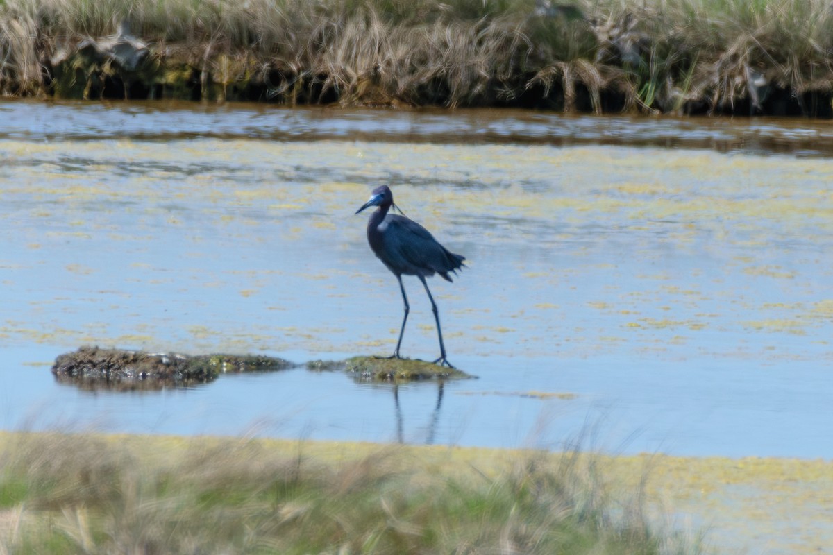 Little Blue Heron - Andrew W.