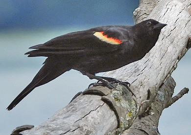 Red-winged Blackbird - Renee Lubert