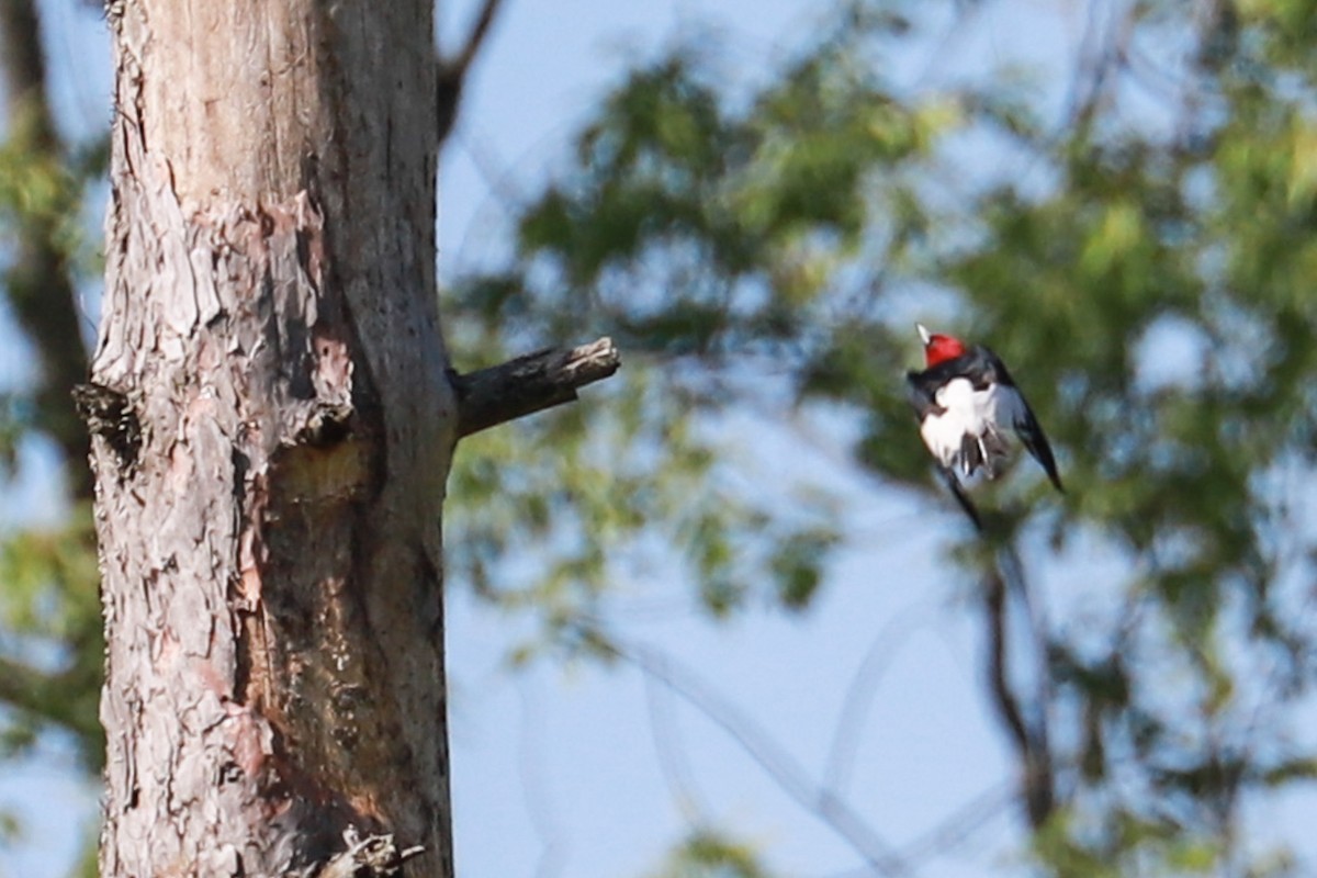 Red-headed Woodpecker - ML619410797
