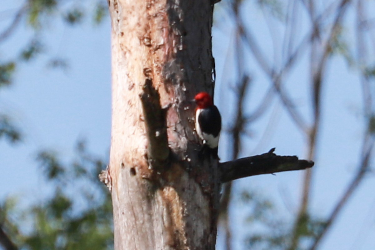 Red-headed Woodpecker - ML619410798