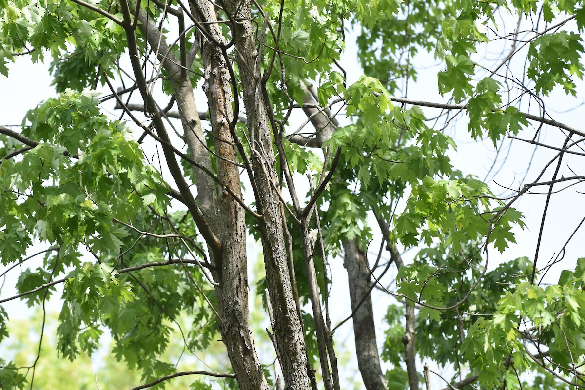 Warbling Vireo - Jason Coil