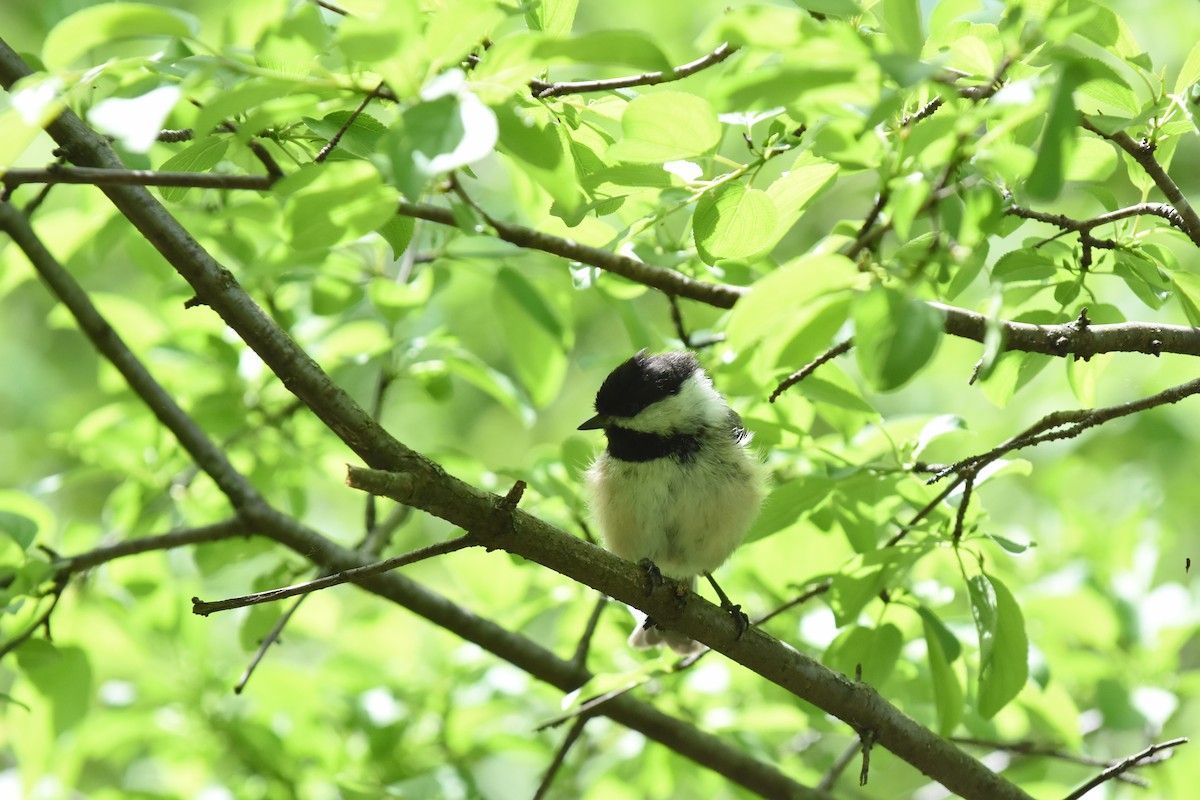 Black-capped Chickadee - Jason Coil