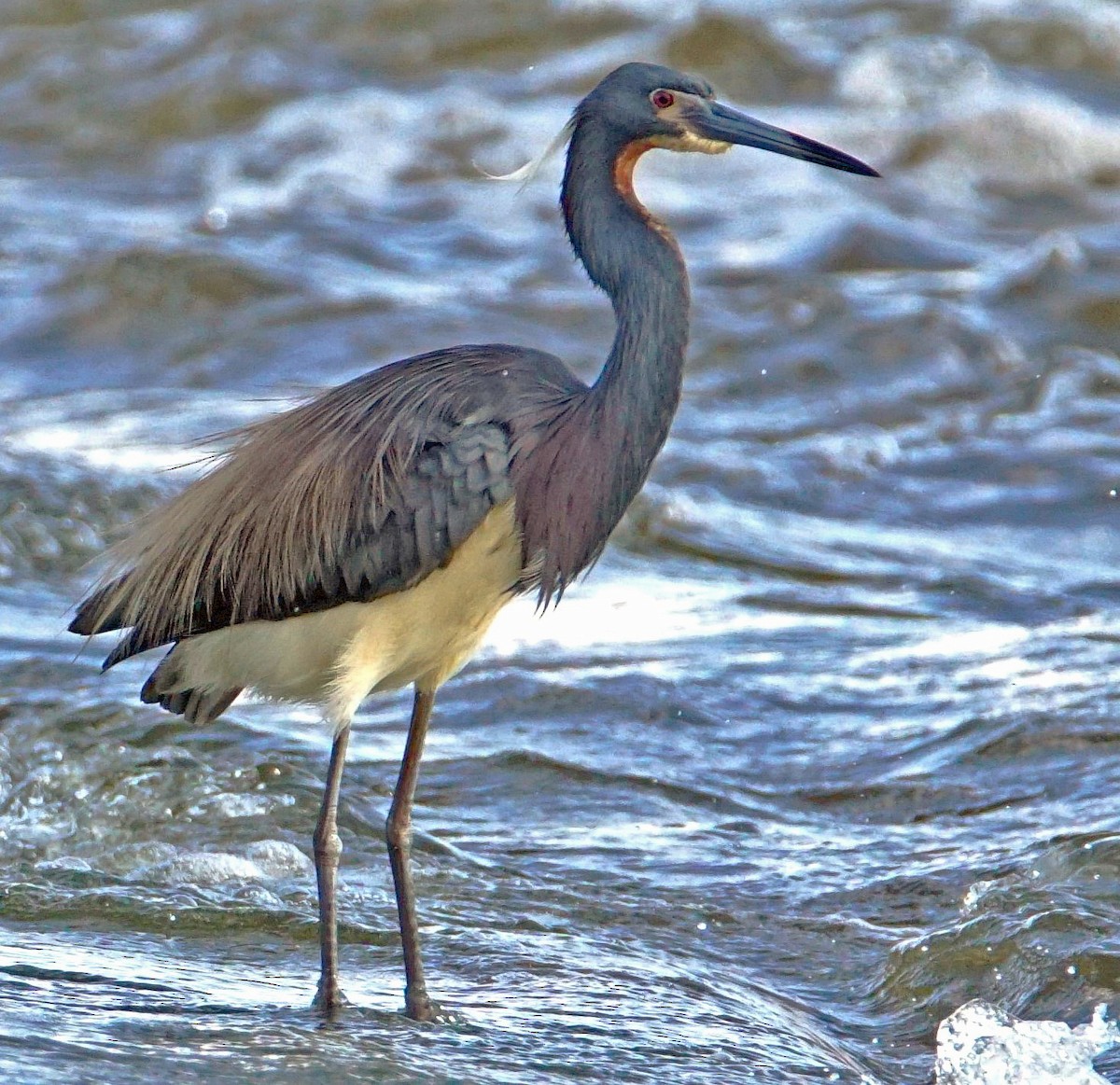 Tricolored Heron - Curtis Makamson