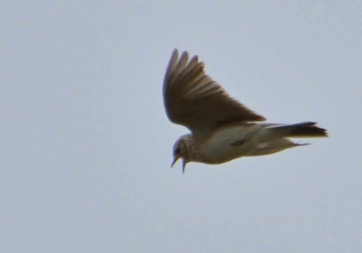 Eurasian Skylark - Mu Sano