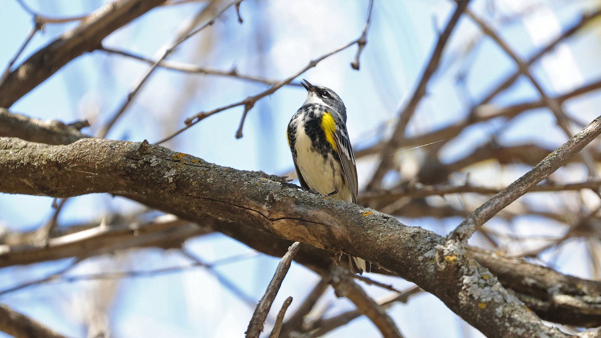 Yellow-rumped Warbler (Myrtle) - Curtis McCamy